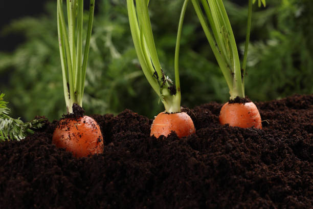 Choix des Variétés de Carottes