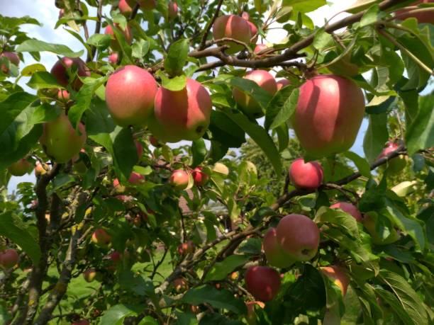 Astuces pour choisir le bon moment pour récolter les pommes