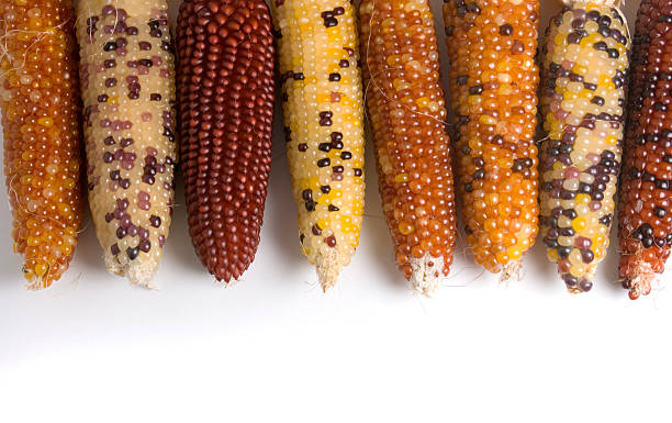 Les différentes variétés de maïs et leurs caractéristiques