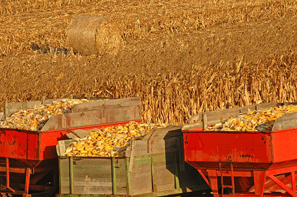 Les méthodes traditionnelles de stockage du maïs et leur adaptation aux conditions modernes