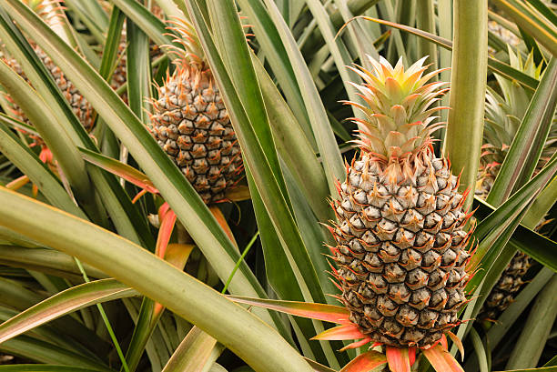 La culture traditionnelle de l’ananas : un savoir-faire ancien