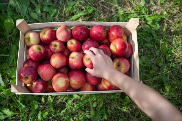 Les bienfaits pour la santé de la consommation régulière de pommes