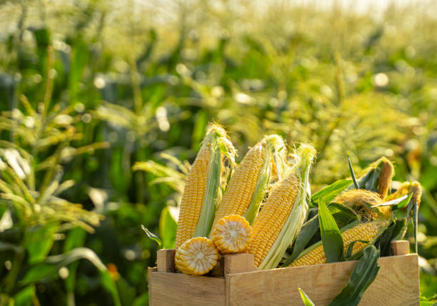 L’importance du maïs dans l’alimentation mondiale