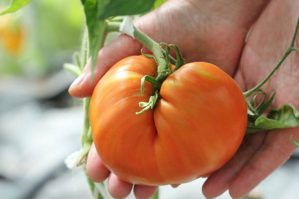 Les tomates comme source de lycopène : un antioxydant puissant pour la santé