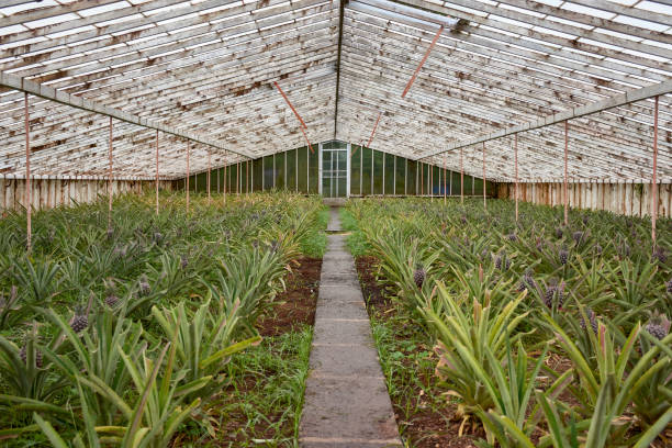 Maximiser l’espace avec la culture de l’ananas en rangées ou en espalier