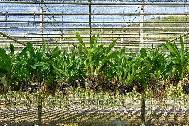 L’ananas en hydroponie : une révolution dans la culture fruitière
