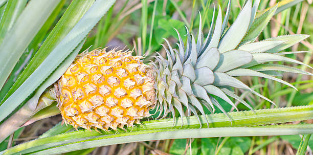 L’ananas comme symbole culturel : son impact sur les traditions locales