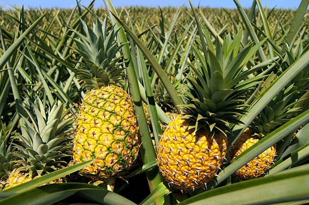 Cultiver de l’ananas biologique : des pratiques durables pour une production saine