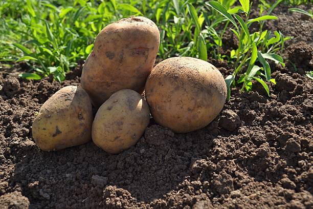 Pommes de terre : un aliment de base dans les régions du monde en développement