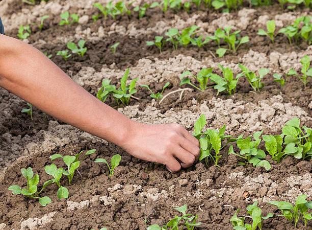 Astuce de jardinage : comment protéger les plants de haricots des ravageurs et des maladies ?
