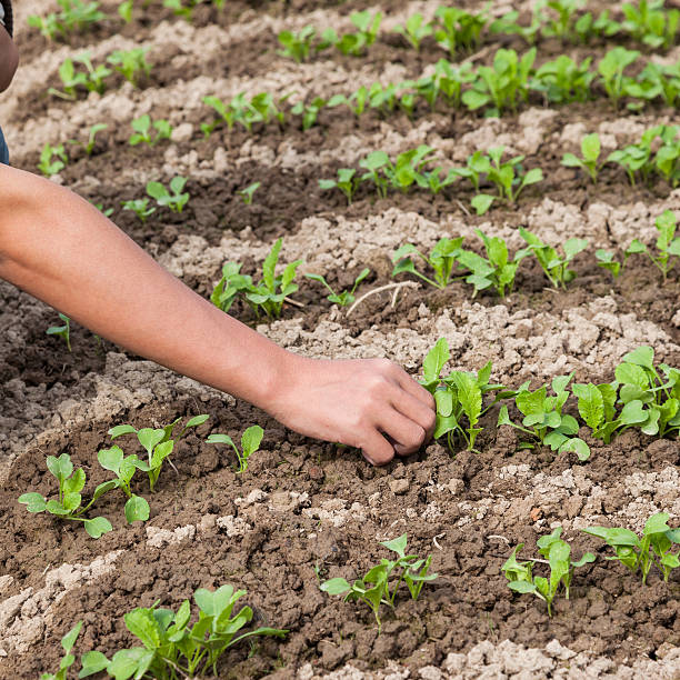 Astuce de jardinage : comment protéger les plants de haricots des ravageurs et des maladies ?