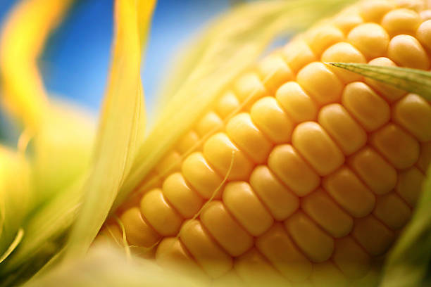 La biologie et la génétique du maïs