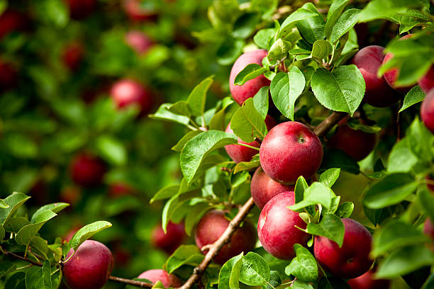 Astuces pour créer un verger de pommes biologique