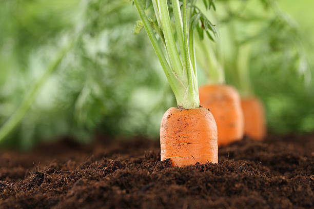 Cultiver des carottes dans des conditions urbaines limitées : conseils pratiques