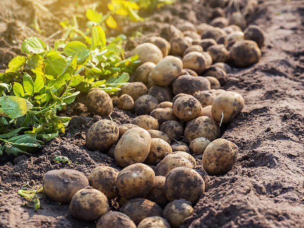 Les erreurs courantes à éviter lors de la culture de pommes de terre