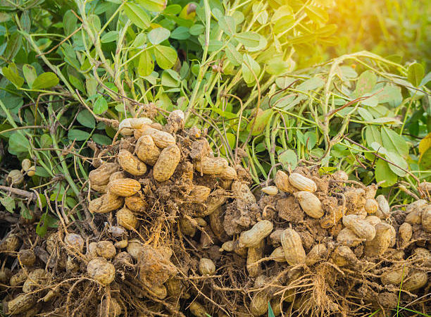 Arachides et alimentation biodynamique : une approche holistique de l’agriculture