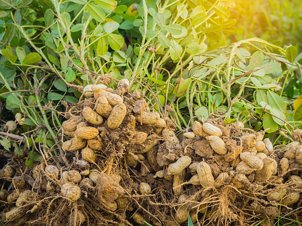 Arachides et alimentation biodynamique : une approche holistique de l’agriculture