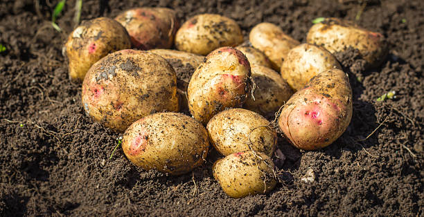 Les secrets de la sélection des semences de pommes de terre de qualité