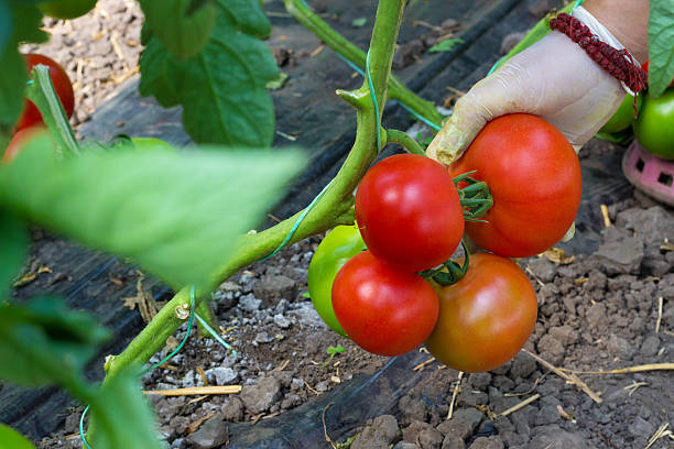 Les étapes essentielles pour semer des tomates à partir de graines : guide pratique