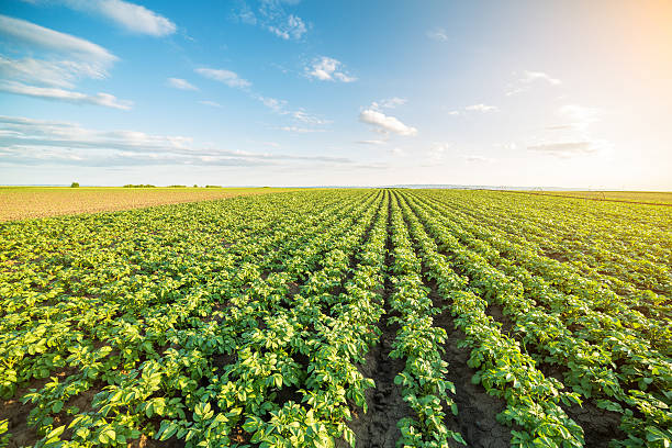 L’impact environnemental de la production de pommes de terre à grande échelle