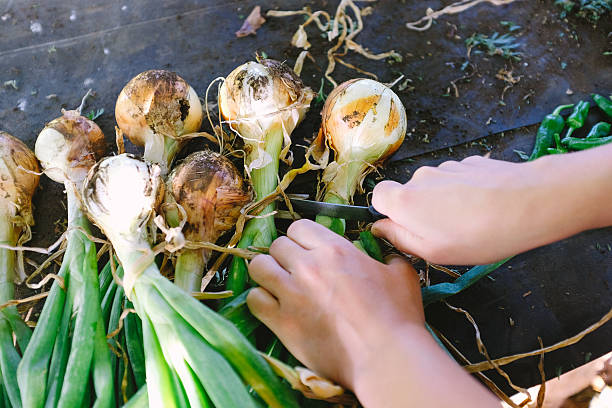 Astuce : Prévenir les maladies courantes des oignons au jardin
