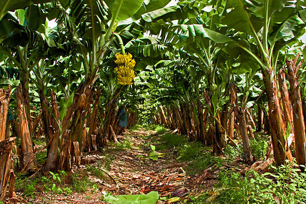 Préparer le Sol pour Planter des Bananiers : Les Étapes Clés