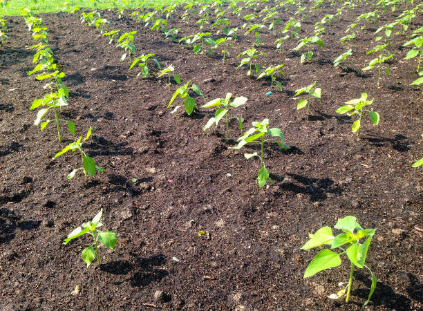 Les bases de la culture du haricot : préparation du sol et plantation