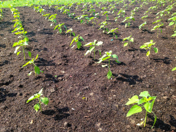 Les bases de la culture du haricot : préparation du sol et plantation