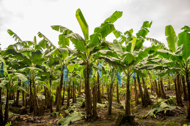 Choisir le bon emplacement pour planter des bananiers : Un Guide Complet