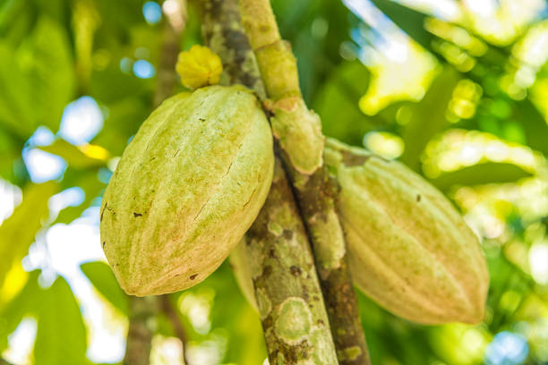 Les variétés de cacaoyers les plus populaires dans le monde