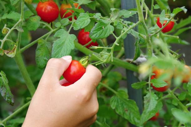 Les tomates fermentées : un superaliment pour la santé intestinale