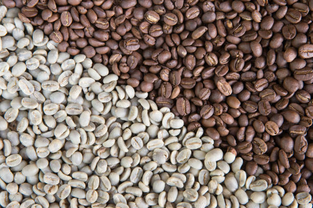 Les différences entre les différentes variétés de café : arabica vs robusta