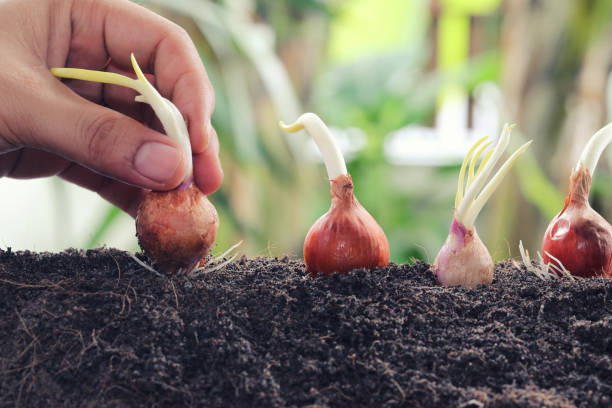 Cultiver des oignons dans un petit jardin urbain : Conseils pratiques pour une récolte abondante