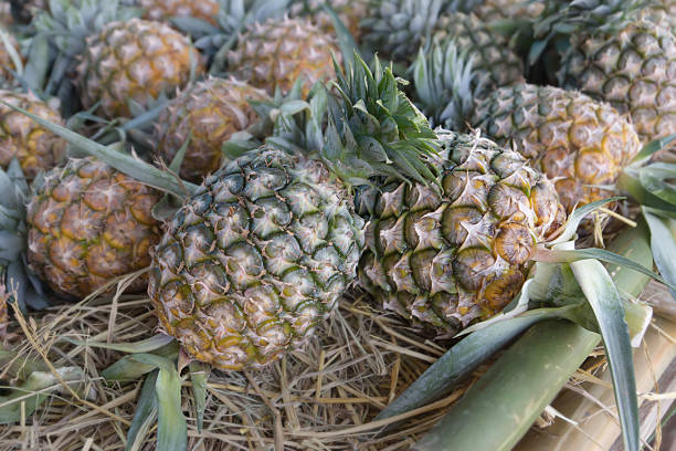Les petits producteurs d’ananas : acteurs clés de l’industrie fruitière