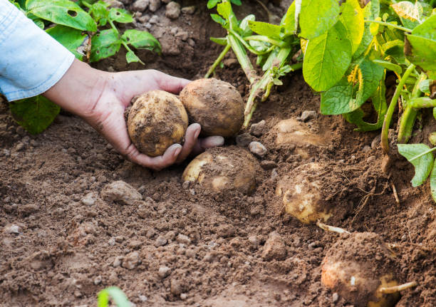 La culture de pommes de terre en zone urbaine : conseils et astuces