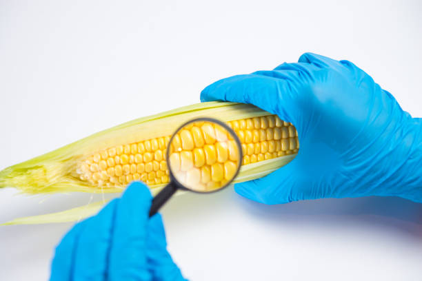 Les études sur la valeur nutritionnelle du maïs et de ses dérivés