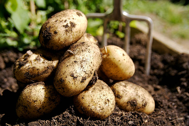 Comment faire pousser des pommes de terre en utilisant des méthodes de permaculture ?