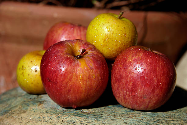 Les variétés anciennes de pommes à redécouvrir pour leur saveur unique