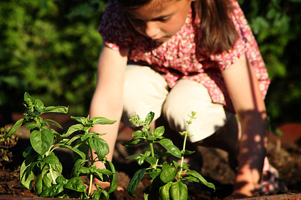 Comment soutenir vos plants de tomates pour une croissance optimale : cages, treillis, etc