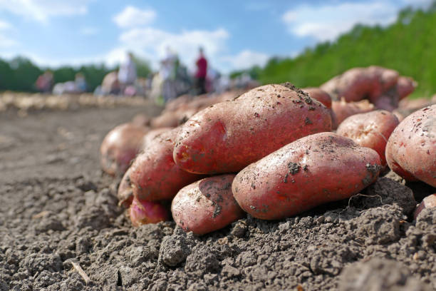 Les pommes de terre comme source d’amidon : applications industrielles