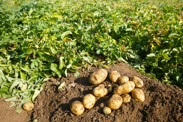 Les pommes de terre dans la lutte contre la faim dans le monde