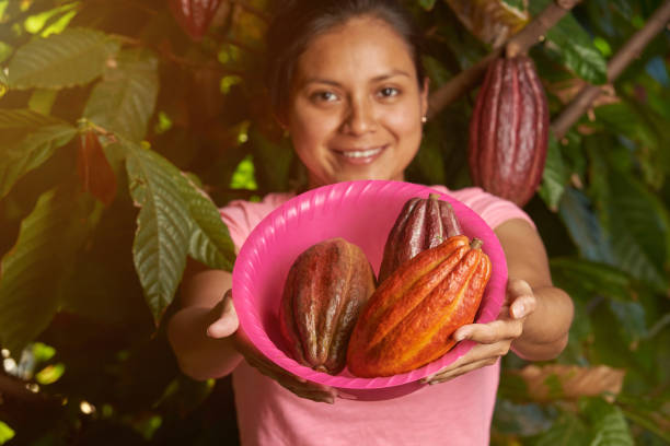Les étapes de la récolte du cacao : comment obtenir des fèves de qualité