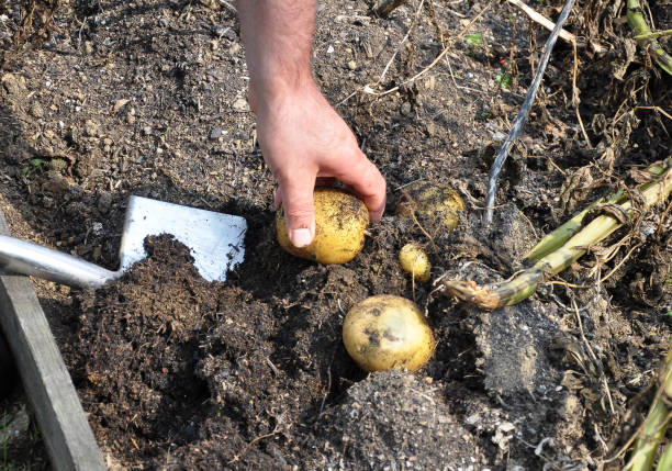 Les meilleures pratiques pour la rotation des cultures avec les pommes de terre