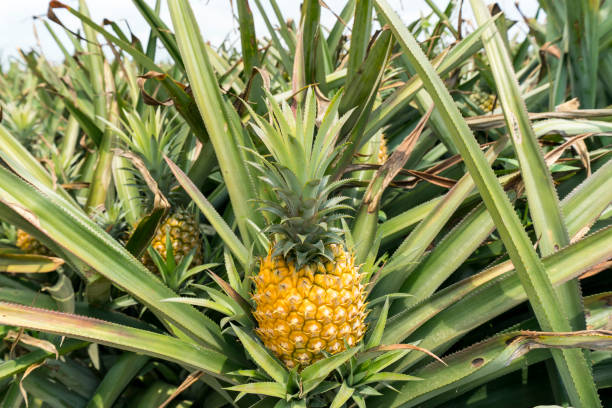 Les enjeux sociaux de la main-d’œuvre dans les plantations d’ananas