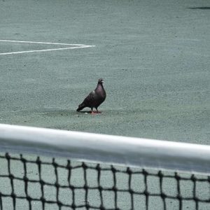 Les terrains de tennis en béton poreux sont-ils compatibles avec des technologies intelligentes (capteurs, domotique) ?