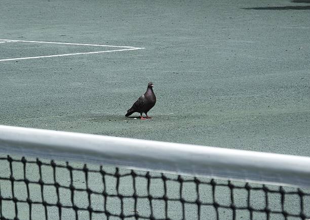 Les terrains de tennis en béton poreux sont-ils compatibles avec des technologies intelligentes (capteurs, domotique) ?